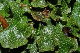 Attēlu rezultāti vaicājumam “Conocephalum conicum”