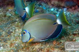 Image result for Acanthurus bahianus