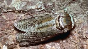 Attēlu rezultāti vaicājumam “Cossus cossus imago”