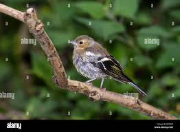 Attēlu rezultāti vaicājumam “Fringilla coelebs juvenile”