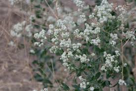Attēlu rezultāti vaicājumam “Lepidium latifolium flower”
