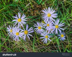 Attēlu rezultāti vaicājumam “Corynephorus canescens flower”