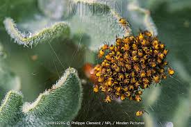 Attēlu rezultāti vaicājumam “Araneus diadematus eggs”