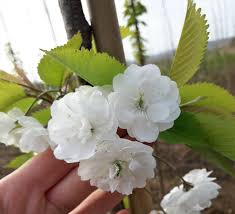 Attēlu rezultāti vaicājumam “Prunus padus var. roseiflora flower”