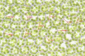 Attēlu rezultāti vaicājumam “Plagiomnium cuspidatum sporophyte”