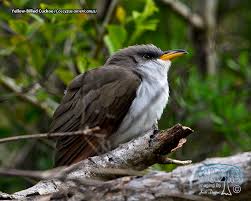 Image result for Coccyzus americanus