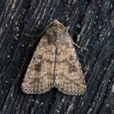 Attēlu rezultāti vaicājumam “Caradrina morpheus”