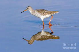 Attēlu rezultāti vaicājumam “Tringa totanus”