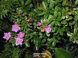 Attēlu rezultāti vaicājumam “Ericaceae”