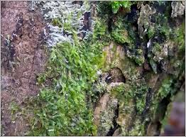 Attēlu rezultāti vaicājumam “Metzgeria furcata”