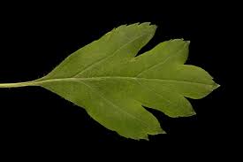 Attēlu rezultāti vaicājumam “Crataegus monogyna subsp. nordica”