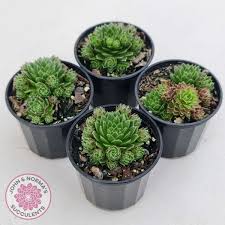 Attēlu rezultāti vaicājumam “Jovibarba globifera fruit”