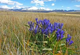 Attēlu rezultāti vaicājumam “Gentiana pneumonanthe”