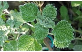 Image result for Marrubium vulgare