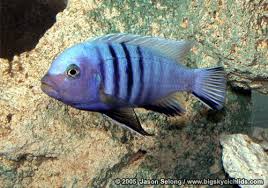 Risultati immagini per cynotilapia pulpican