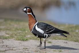 Image result for Branta ruficollis