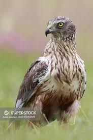 Attēlu rezultāti vaicājumam “Circus aeruginosus”