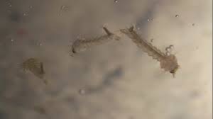 Attēlu rezultāti vaicājumam “Culex pipiens larva”