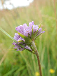 Attēlu rezultāti vaicājumam “Succisa pratensis”