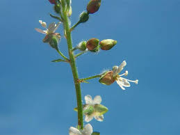 Attēlu rezultāti vaicājumam “Circaea lutetiana bud”