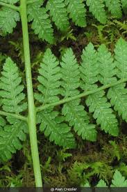 Attēlu rezultāti vaicājumam “Athyrium filix-femina”