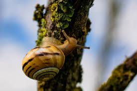 Attēlu rezultāti vaicājumam “Cepaea nemoralis”