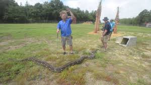 Attēlu rezultāti vaicājumam “Reticularia jurana macro”