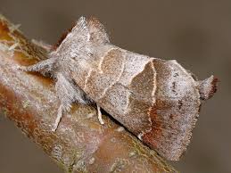 Attēlu rezultāti vaicājumam “Clostera pigra”