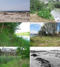 Attēlu rezultāti vaicājumam “Aegialia arenaria”