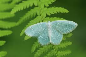 Attēlu rezultāti vaicājumam “Jodis putata”