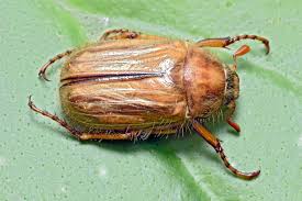 Attēlu rezultāti vaicājumam “Amphimallon solstitiale imago”