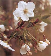 Attēlu rezultāti vaicājumam “Cerasus flower”
