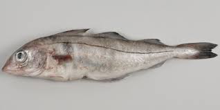 Image result for Melanogrammus aeglefinus