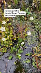 Attēlu rezultāti vaicājumam “Parnassiaceae”