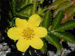 Image result for Potentilla anserina