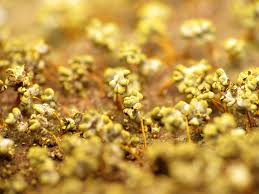 Attēlu rezultāti vaicājumam “Physarum conglomeratum macro”