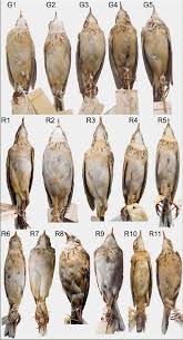 Image result for Anthus godlewskii