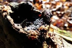 Attēlu rezultāti vaicājumam “Badhamiopsis praetermissa”