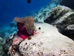 Image result for Lincoln & District BSAC 0109