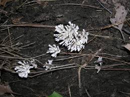 Attēlu rezultāti vaicājumam “Sebacina incrustans”