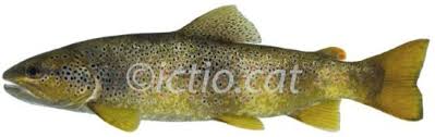 Image result for Salmo trutta trutta