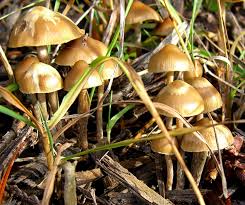 Attēlu rezultāti vaicājumam “Psilocybe sp.”
