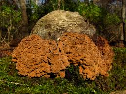 Attēlu rezultāti vaicājumam “Ionomidotis irregularis”