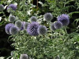 Attēlu rezultāti vaicājumam “Echinops sphaerocephalus flower”