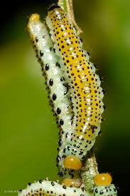 Attēlu rezultāti vaicājumam “Aphelia paleana larva”