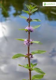 Attēlu rezultāti vaicājumam “Mentha x verticillata leaf”