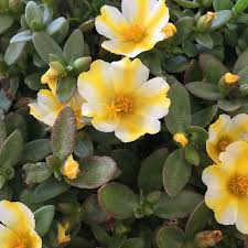 Attēlu rezultāti vaicājumam “Portulaca oleracea flower”