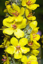 Image result for Verbascum nigrum