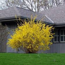 Attēlu rezultāti vaicājumam “Forsythia”