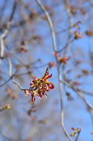 Attēlu rezultāti vaicājumam “Acer saccharinum fruit”